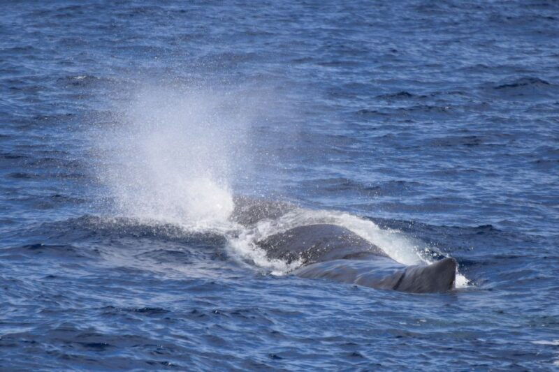 rabo-de-peixe-sperm-whale-sanctuary-expedition