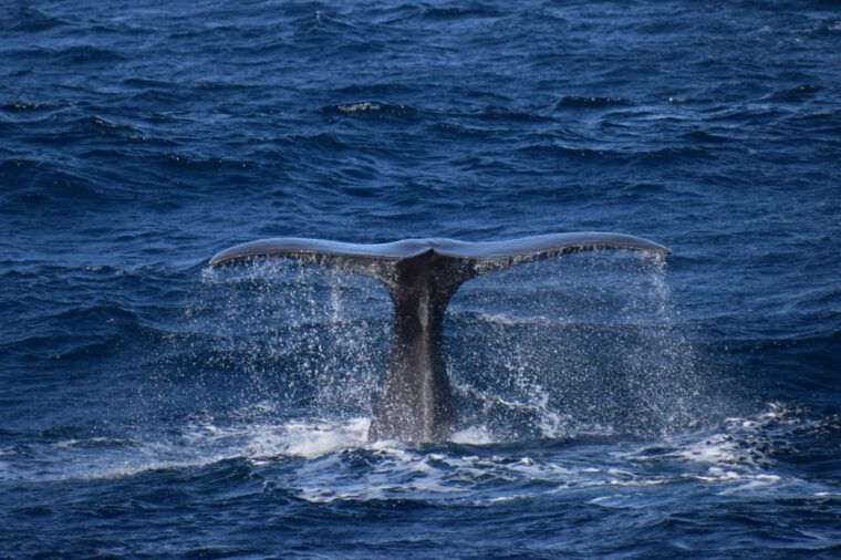 rabo-de-peixe-sperm-whale-sanctuary-expedition