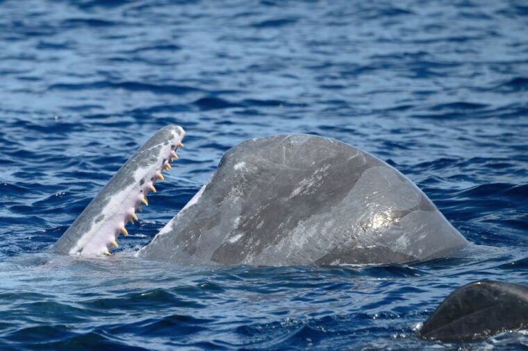 rabo-de-peixe-sperm-whale-sanctuary-expedition