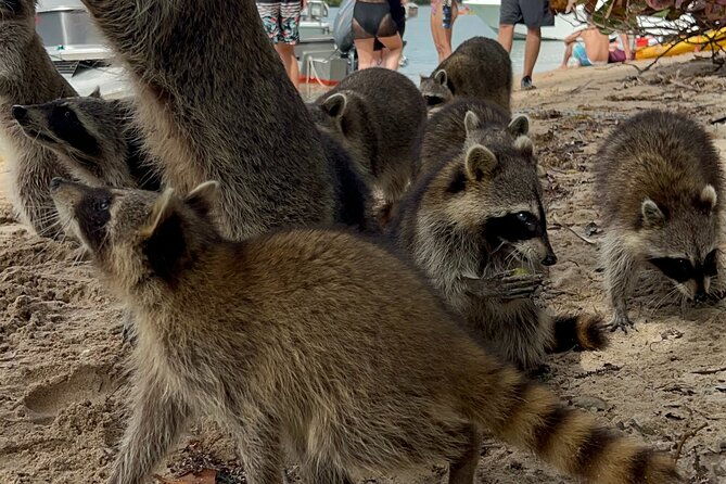 raccoon-island-boat-tour-indian-creek-sanbar-and-raccoons