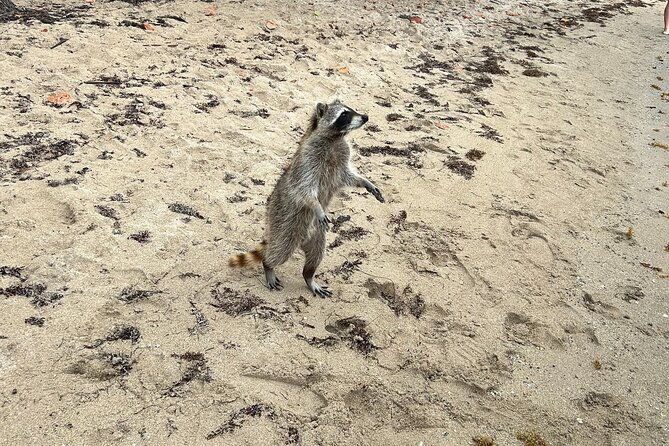 raccoon-island-boat-tour-indian-creek-sanbar-and-raccoons