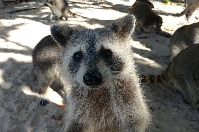 Raccoon Island Exploration on SUP/Kayak - FAQs