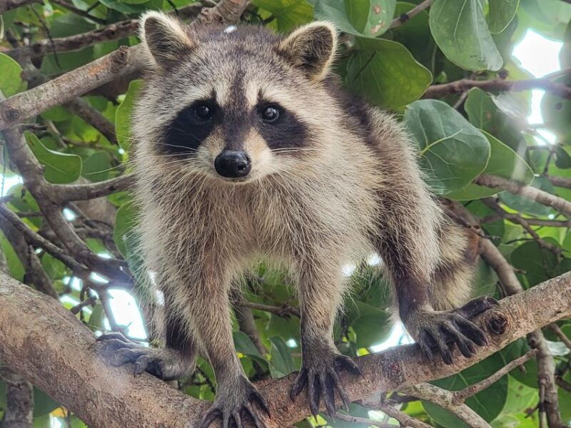 raccoon-island-exploration-on-sup-kayak