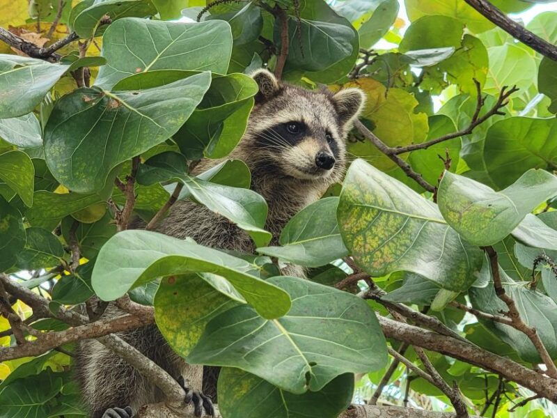 raccoon-island-exploration-on-sup-kayak