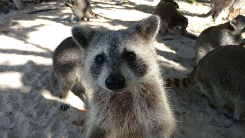 raccoon-island-exploration-on-sup-kayak