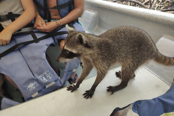 raccoon-sighting-at-playa-tranquila-baru