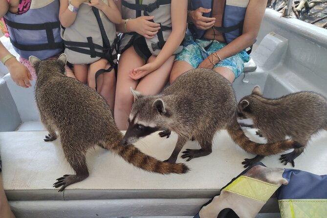 raccoon-sighting-at-playa-tranquila-baru