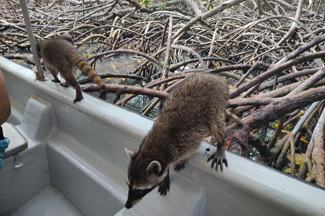 raccoon-sighting-at-playa-tranquila-baru