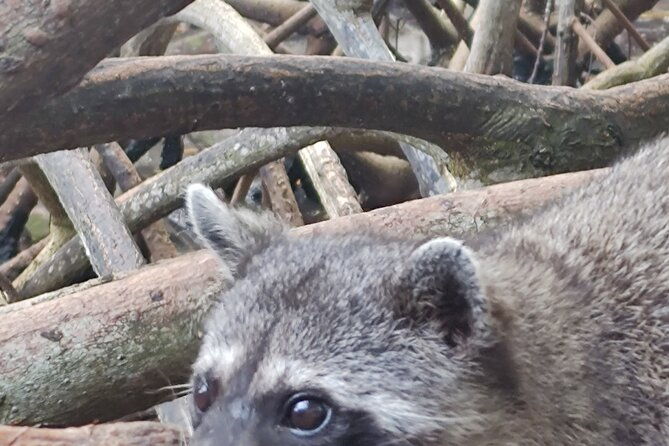 raccoon-sighting-at-playa-tranquila-baru