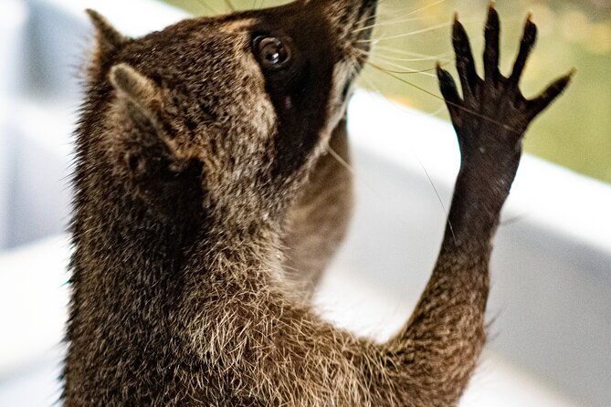 raccoon-sighting-at-playa-tranquila-baru