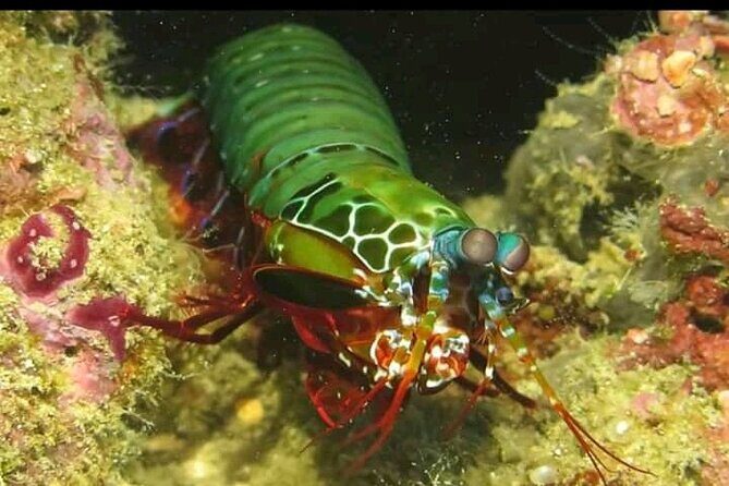 Racha Yai Dive Trip from Phuket - Who Is This Tour Best For?