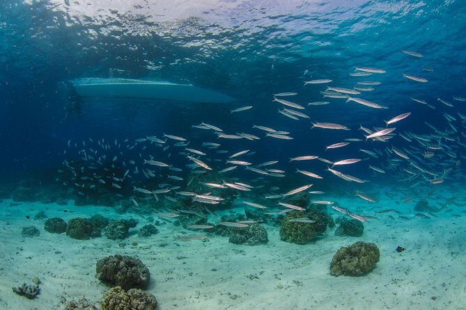 Racha Yai Dive Trip from Phuket - FAQ