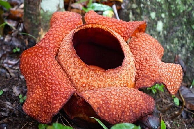 Rafflesia Trek Seekers at Perak (from KL) - FAQ