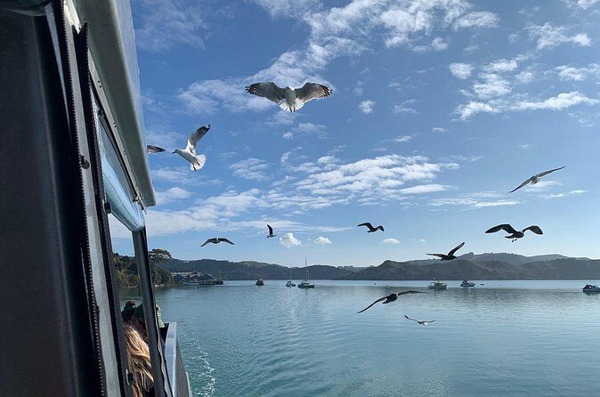 Raglan Scenic Nature Boat Cruise - FAQs