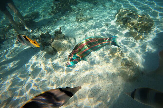 Raiatea-Tahaa Snorkeling in our beautiful Coral Garden - The Itinerary: What to Expect from Start to Finish