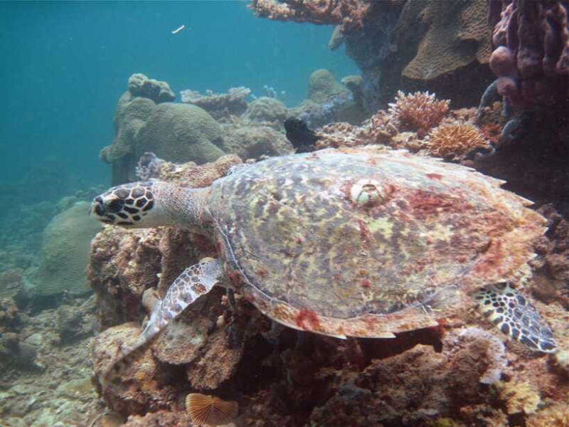 raid-try-dive-in-kota-kinabalu-sabah