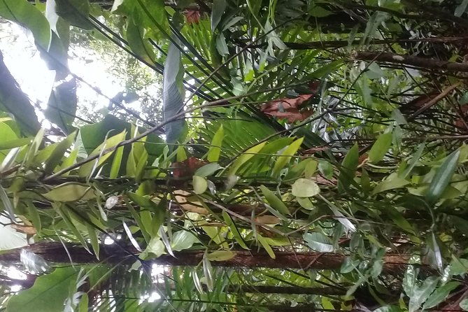 rain-forest-and-bird-watching