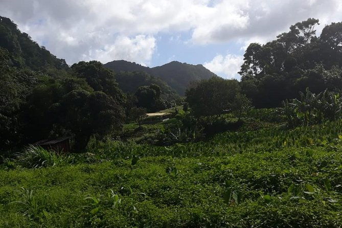 rain-forest-jungle-tour