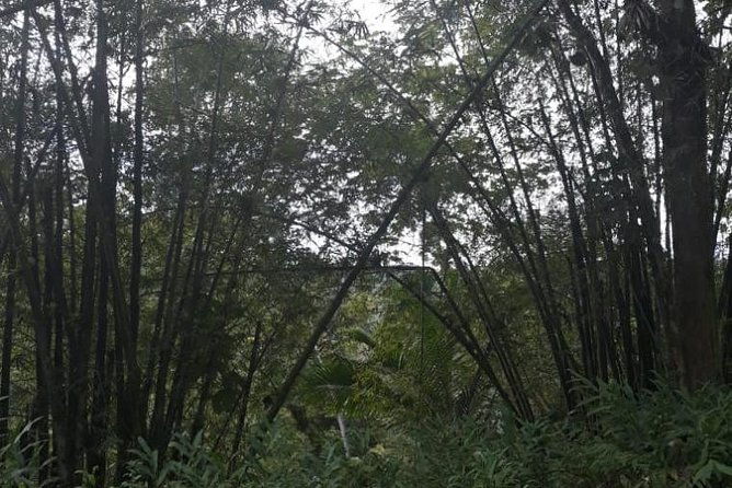 rain-forest-jungle-tour