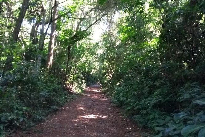 rain-forest-trail-cantareira-natural-park-from-sao-paulo