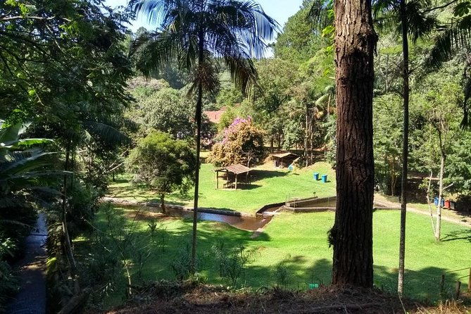 rain-forest-trail-cantareira-natural-park-from-sao-paulo