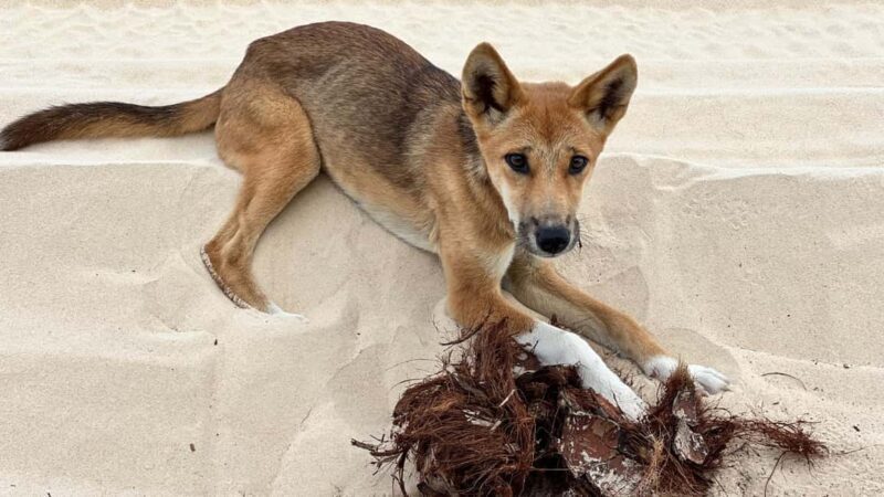 Rainbow Beach: 2-Day K'gari (Fraser Island) Small-Group Tour - Key Points  