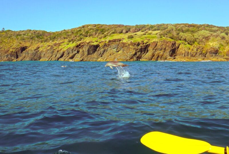 Rainbow Beach: Kayaking with Dolphins and Beach 4WD Tour - The Sum Up