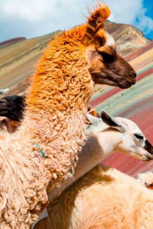 rainbow-mountain-and-red-valley-day-trip