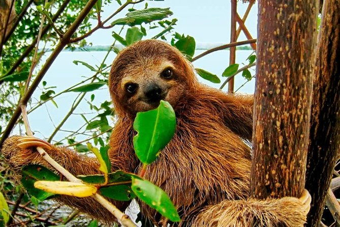 rainforest-bijagua-ranas-costa-rica-excursions-travels