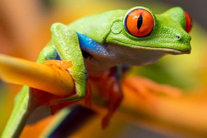 rainforest-bijagua-ranas-costa-rica-excursions-travels