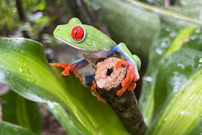 rainforest-combo-chocolate-sloths-cortes-waterfall