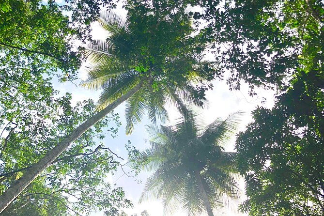 rainforest-hike-and-waterfall-safari