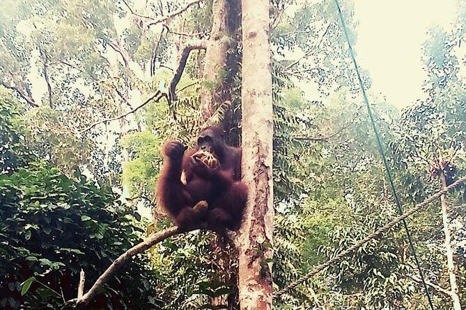 Rainforest Kayaking with Semenggoh Orangutan Center from Kuching - Authentic Insights from Reviewers