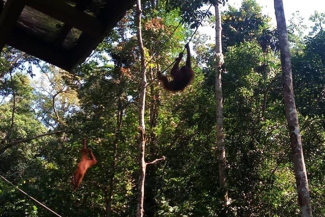 Rainforest Kayaking with Semenggoh Orangutan Center from Kuching - FAQ