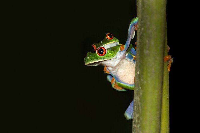 rainforest-night-walking-tour-private-property