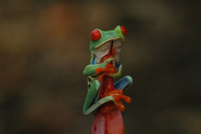 rainforest-night-walking-tour-private-property