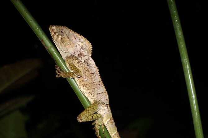 rainforest-night-walking-tour-private-property