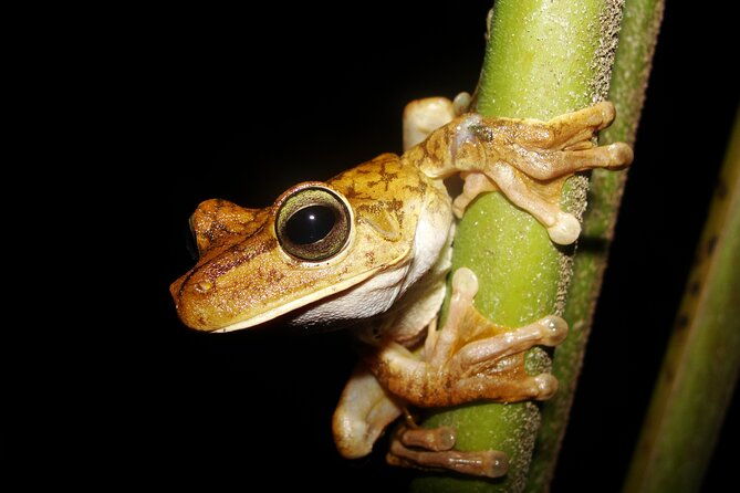 rainforest-night-walking-tour-private-property