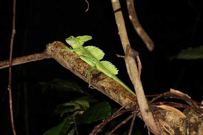 rainforest-night-walking-tour-private-property