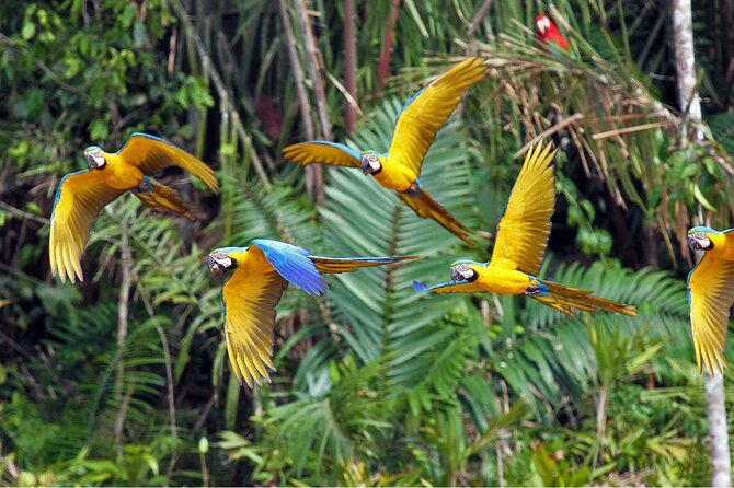rainforest-peru-3-days-tour