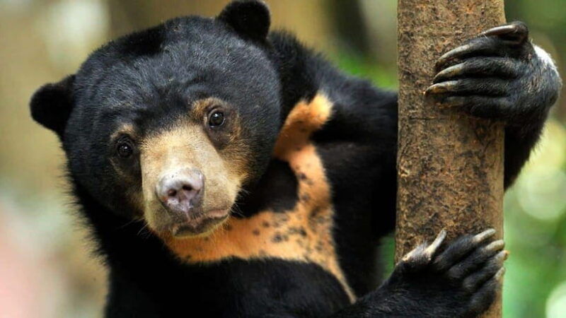 rainforest-tour-labuk-bay-sun-bear-sepilok-sandakan