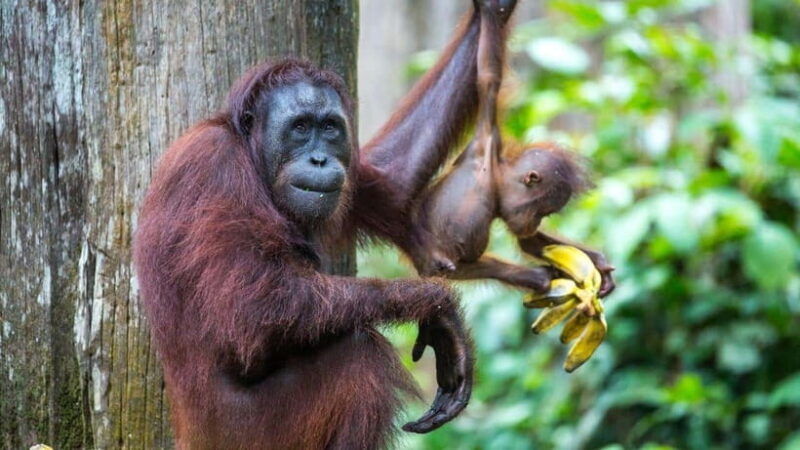 rainforest-tour-labuk-bay-sun-bear-sepilok-sandakan