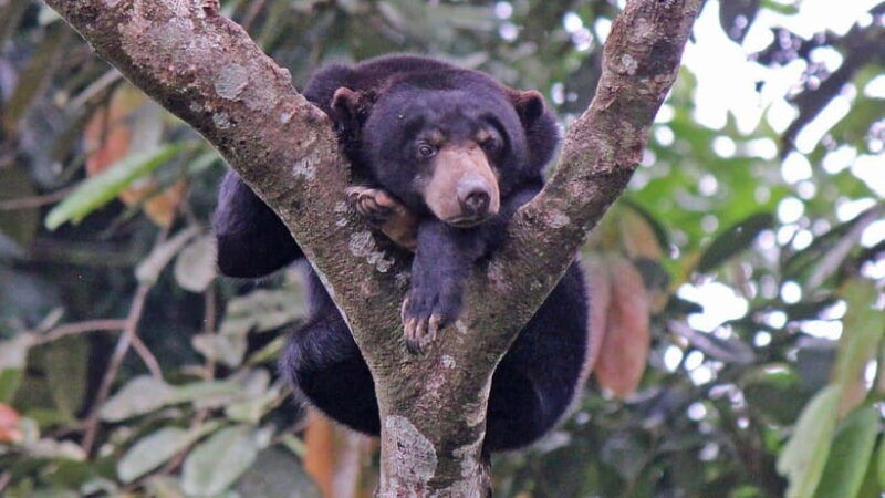 rainforest-tour-labuk-bay-sun-bear-sepilok-sandakan
