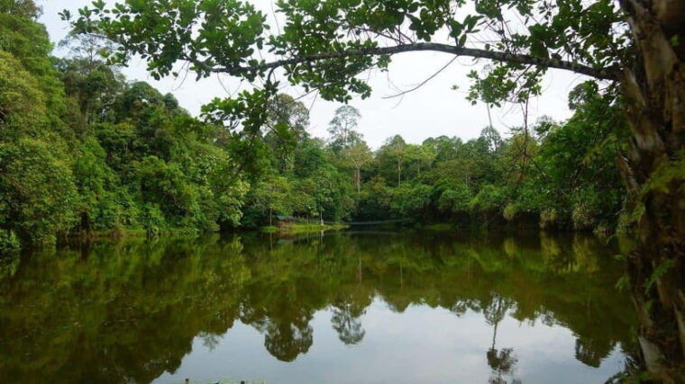rainforest-tour-labuk-bay-sun-bear-sepilok-sandakan