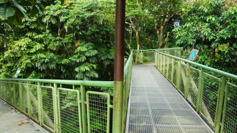 rainforest-tour-labuk-bay-sun-bear-sepilok-sandakan
