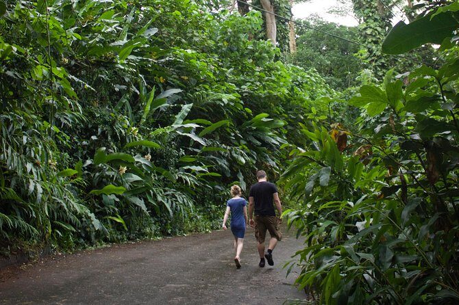Rainforest Waterfall Trail and Shuttle Service - Who Should Consider This Tour