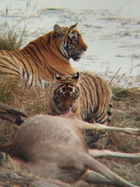 Rajasthan: Ranthambore National Park Safari - Key Points