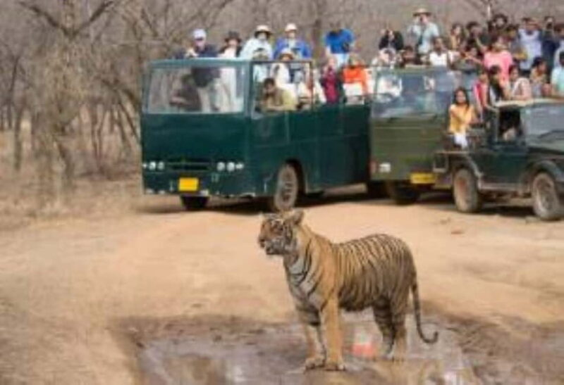 Rajasthan: Ranthambore National Park Safari - Exploring Ranthambore: An Authentic Wildlife Adventure