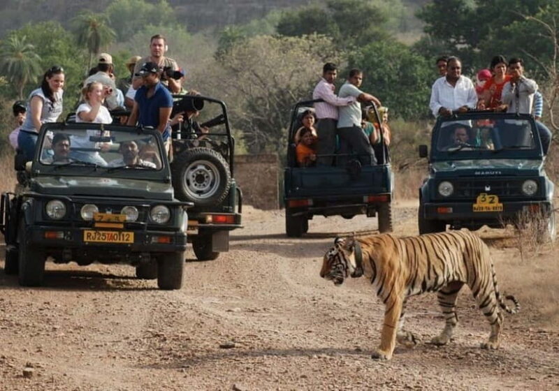 Rajasthan: Ranthambore National Park Safari - Final Thoughts: Who Should Consider This Safari?