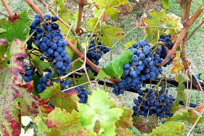 ramble-through-the-rolling-hills-of-chianti-with-lunch-wine-tastings